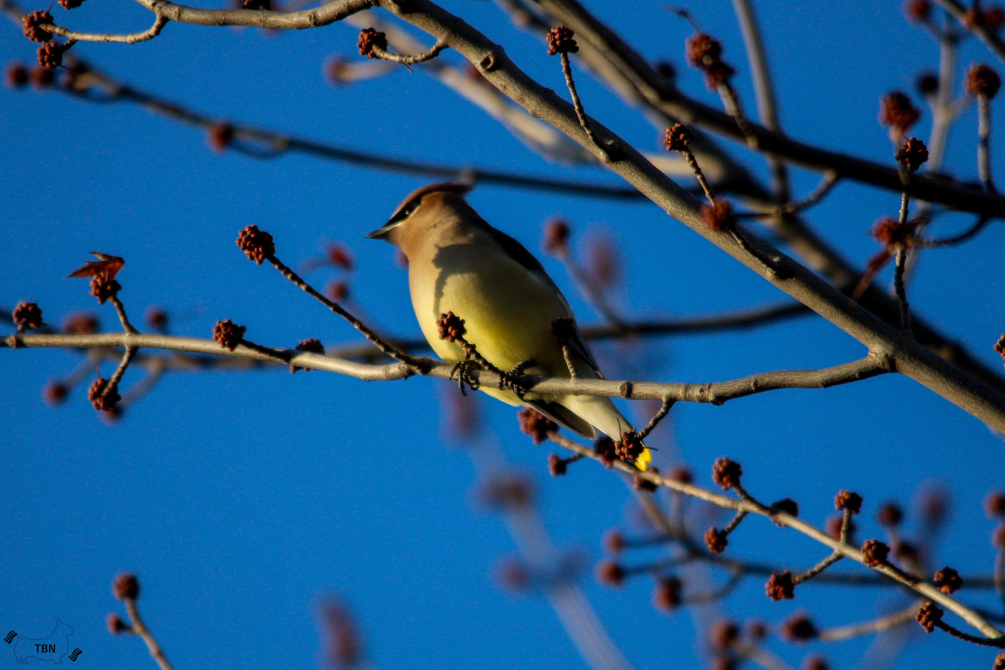 Cedar Waxwing